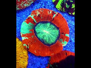 Trachyphyllia Rainbow WYSIWYG / 8443 – Video