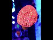 Echinophyllia Chalice CP Tidefire WYSIWYG / 675 – Video