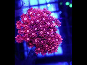 Goniopora Lavender Mist WYSIWYG - DNZ / 722 – Video