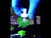 Euphyllia Glabrescens Torch Cotton Candy WYSIWYG / 551 – Video