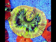 Trachyphyllia Rainbow WYSIWYG / 3532 – Video