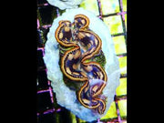 Tridacna maxima 5 - 6 cm WYSIWYG / 3516-D – Video