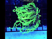Euphyllia Glabrescens Limelight Torch Premium WYSIWYG / 683 – Video