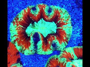 Trachyphyllia Rainbow WYSIWYG / 1401 - R – Video