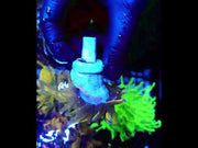 Euphyllia Glabrescens Golden Anaconda Torch WYSIWYG / 760 – Video