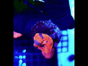 Chalice Flaming Bugatti WYSIWYG / 222 – Video