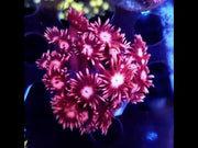 Goniopora Starburst Kiss WYSIWYG - DNZ / 769 – Video