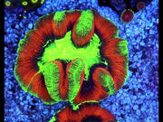 Trachyphyllia Rainbow WYSIWYG / 1498 – Video