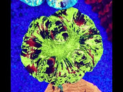 Trachyphyllia Rainbow WYSIWYG / 1420 – Video