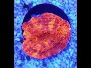 acanthophyllia mastergrade WYSIWYG / 1932-R – Video