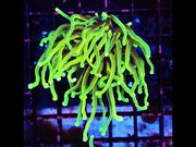 Euphyllia Glabrescens Limelight Torch Premium WYSIWYG / 662 – Video
