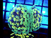 Euphyllia Branching Hammer Cosmic Honycomb 2 Köpfe WYSIWYG - DNZ / 264 – Video