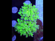 Euphyllia paradivisa Neon Jungle 2 Köpfe WYSIWYG / 163 – Video