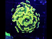 Euphyllia Branching Hammer Golden Sun 24k WYSIWYG - DNZ / 134 – Video