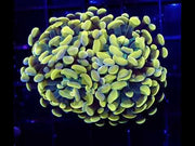 Euphyllia Branching Hammer Orange 2 Köpfe WYSIWYG - DNZ / 366 – Video