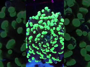 Euphyllia Branching Hammer Toxic Splatter WYSIWYG - DNZ / 311 – Video