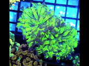 Euphyllia paraancora Hammer Venom Kiss 2 Köpfe WYSIWYG - DNZ / 121 – Video