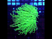 Euphyllia Glabrescens Torch Cotton Candy 2 köpfe WYSIWYG / 478 – Video