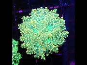 Euphyllia yaeyamaensis WYSIWYG / 448 – Video