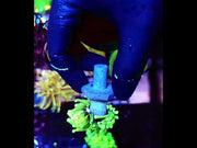 Euphyllia Glabrescens Limelight Torch Premium WYSIWYG / 662 – Video