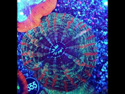 Cynarina Rainbow WYSIWYG / 1932 – Video