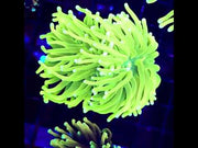 Euphyllia Glabrescens Limelight Torch 2 Köpfe Premium WYSIWYG / 594 – Video