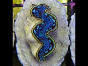Tridacna maxima 4 - 5 cm WYSIWYG / 1457 - U – Video