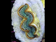 Tridacna maxima 4 - 5 cm WYSIWYG / 1453 -U – Video