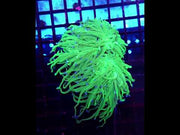 Euphyllia glabrescens torch Toxic Blau Tipps 2 Köpfe WYSIWYG / 462 – Video