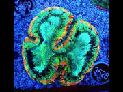 Trachyphyllia Rainbow WYSIWYG / 3528 – Video