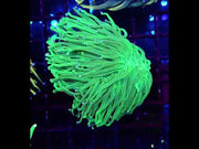Euphyllia glabrescens torch Toxic Blau Tipps WYSIWYG / 574 – Video