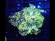 Euphyllia yaeyamaensis Gold WYSIWYG / 744 – Video