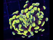 Euphyllia Branching Hammer Gold WYSIWYG - DNZ / 297 – Video