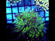 Euphyllia Branching Hammer Candy Puff 2 Köpfe WYSIWYG – DNZ / 320 – Video