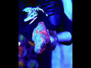 Echinophyllia Chalice CP Firekiss WYSIWYG / 634 – Video