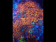 Entacmaea quadricolor sunburst anemone WYSIWYG – Video