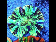 Trachyphyllia Rainbow WYSIWYG / 1427 – Video