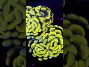 Euphyllia Branching Hammer Golden Sun 24k 2 Köpfe WYSIWYG - DNZ / 475 – Video