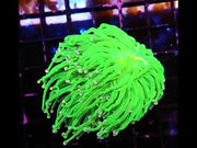 Euphyllia Glabrescens Torch Cotton Candy WYSIWYG / 551 – Video