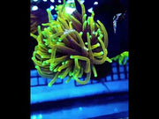 Euphyllia Golden Torch Hellfire 643 – Video 2