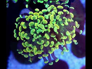 Euphyllia Branching Hammer Gold WYSIWYG - DNZ / 118 – Video