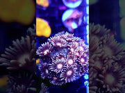 Goniopora Lavandula WYSIWYG - DNZ / 698 – Video