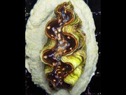 Tridacna maxima 5 - 6 cm WYSIWYG / 1951 -D – Video