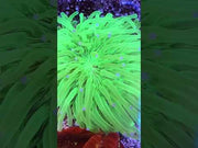 HELIOFUNGIA WYSIWYG / 1402-L – Video