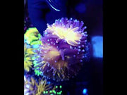 Euphyllia Glabrescens Tiger Torch WYSIWYG / 1453 -D – Video