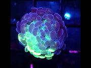 Euphyllia Branching Hammer Toxic Splatter Premium WYSIWYG - DNZ / 278 – Video