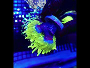 Euphyllia Glabrescens Limelight Torch 2 Köpfe Premium WYSIWYG / 594 – Video