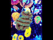 Lobophyllia Rainbow WYSIWYG /1915 - L – Video