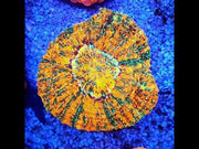 acanthophyllia mastergrade WYSIWYG / 3528 – Video