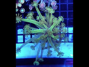 Alveopora CP Green Halo - DNZ / 727 – Video